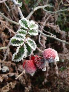 Chilly berries by Brendan Lowe