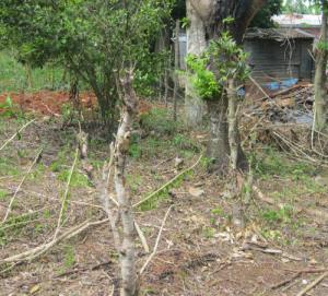 Graves marked by trees